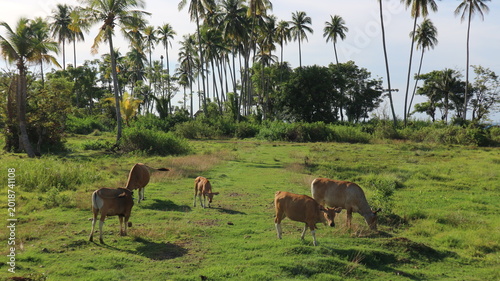 Tableau sur toile Cows graze peacefully in a lush green field