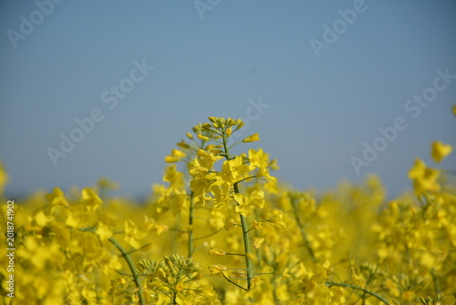 Farmland of blooming yellow rapeseed under blue sky