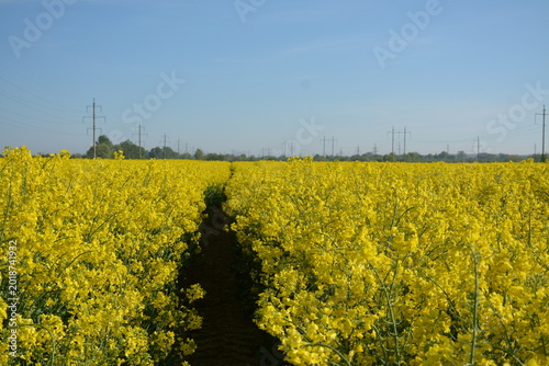 A bright yellow rapeseed field bathed in sunlight.

