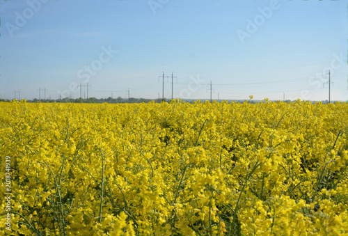 A yellow rapeseed field blooms in May. High-voltage power lines appear on the horizon.