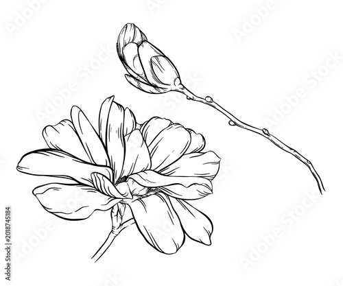 Photos Vector magnolias linear set