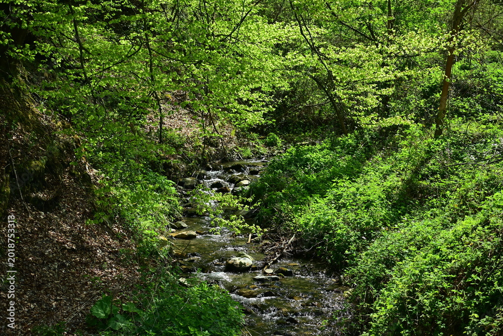 Fototapeta premium Clear forest stream flowing through lush green trees and rocks in summer.