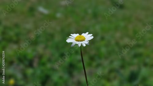 Beautiful single daisy flower blooming in a green field, close-up macro shot with blurred background.