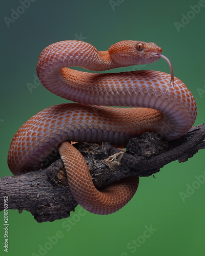 snake in the garden