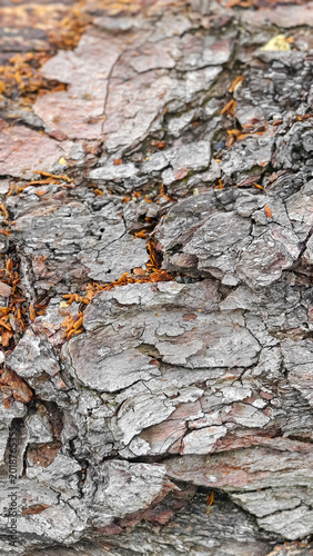 Tableau sur toile Abstract background with bark and plant detritus