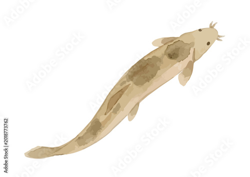Tableau sur toile Watercolor-style fresh Dojo loach illustration, Japanese pond fish for stamina c