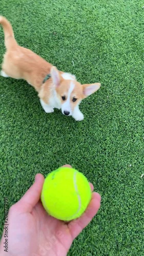 Playful Pembroke Welsh Corgi puppy chasing a yellow ball held by owner’s hand on green grass, full of energy and excitement during outdoor playtime. Vertical video.