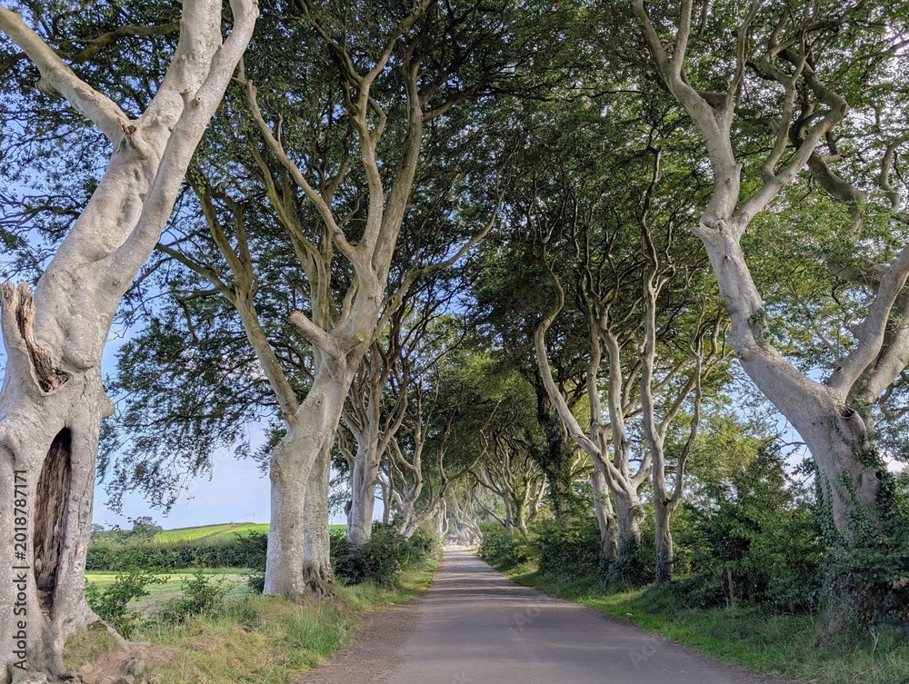 Fototapeta premium The Dark Hedges, a stunning tunnel of ancient beech trees along Bregagh Road in County Antrim, Northern Ireland. Iconic travel destination and filming location in summer.