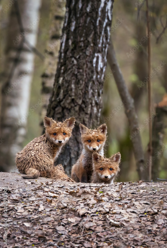 Naklejka premium Three funny red funny dirty baby fox cubs peeking curiously