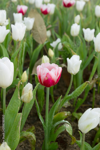 Beautiful tulips in the flower garden.