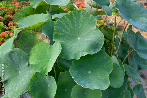 Lotus leaves are in pots decorating the front of the house.