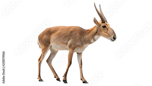 Tableau sur toile Slender wild saiga antelope standing in profile for wildlife nature safari and e