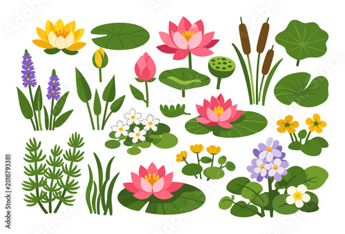 Wetland vegetation featuring a variety of water plants like lotus, lily pads, cattails, and floating flowers