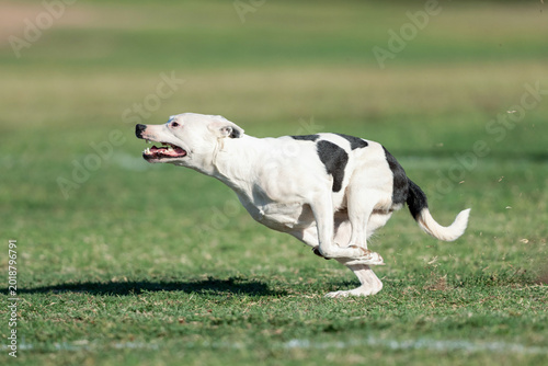 Bild auf Leinwand White and spotted mixed breed dog running in the grass