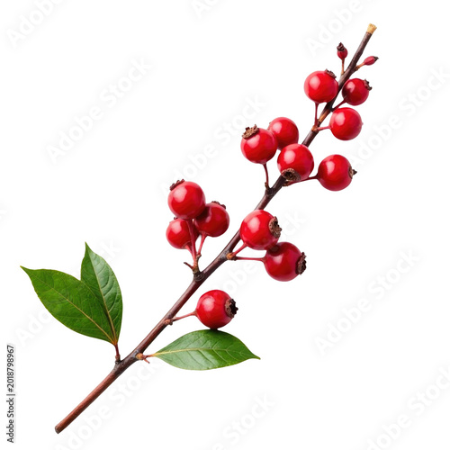 Image of a branch of red berries with green leaves, perfect for illustration or design