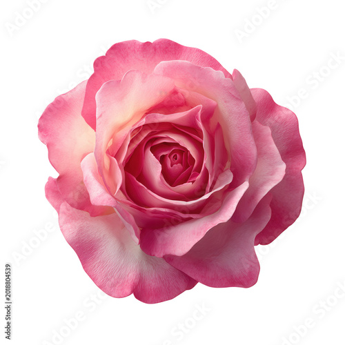 Blooming pink rose bud isolated on transparent background for valentine day gift