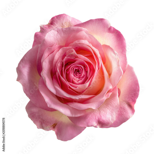 Delicate pink rose bloom isolated on transparent background in top view macro