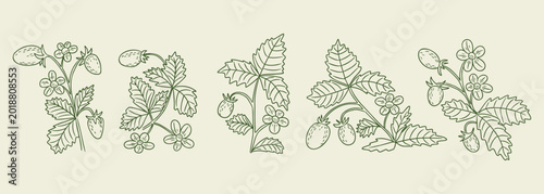 Hand-drawn illustration depicting strawberry plants with flowers and ripe berries, showcasing intricate details of leaves and stems on a light beige background