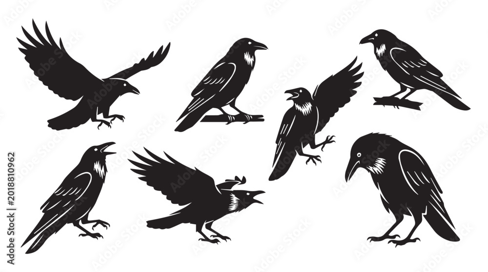 Fototapeta premium Dark raven silhouettes in flight and perched against a stark white background conceptualizing mystery and freedom