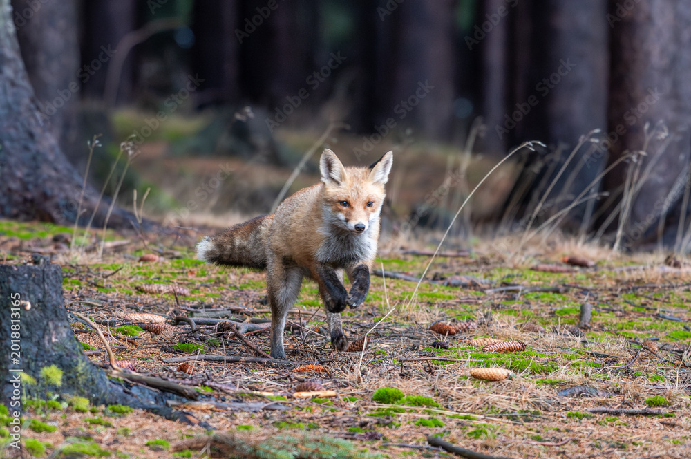Obraz premium Cute Red Fox, Vulpes vulpes in fall forest. Beautiful animal in the nature habitat. Wildlife scene from the wild nature. Red fox running in orange autumn leaves