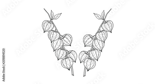 Two branches of physalis or cape gooseberries with distinctive husks in a detailed botanical sketch style for nature art.