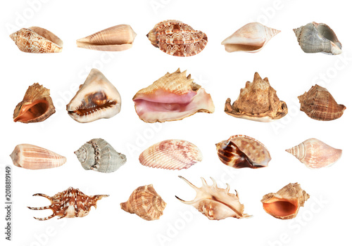 Collection of various seashells set, tropical sea shells variety isolated on transparent background PNG
