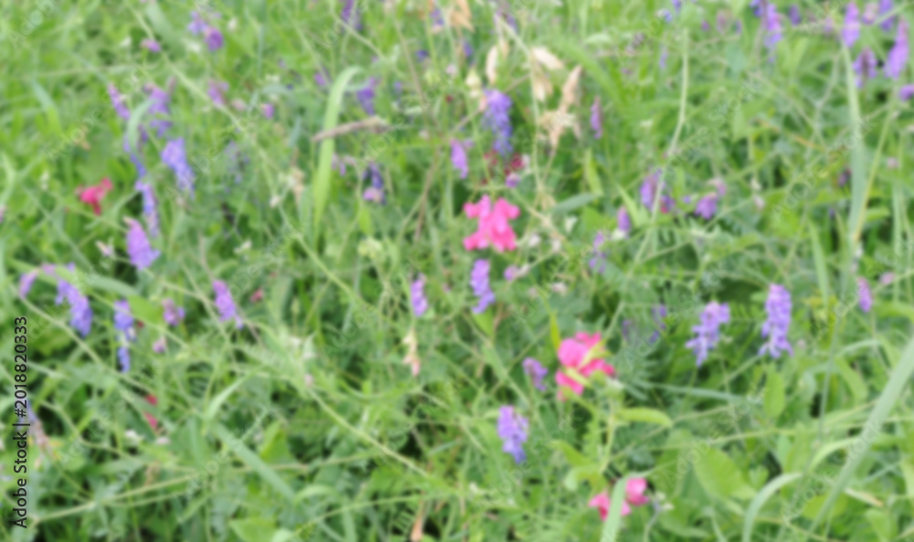 Obraz premium blur summer meadow background of various herbs