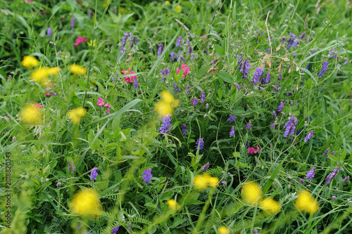 wildflowers at meadow blue-violet of Mouse Pea (Vicia cracca) and bright acce...