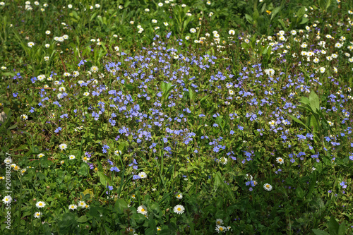 Wildflowers, Veronica chamaedrys, growing among white daisies.