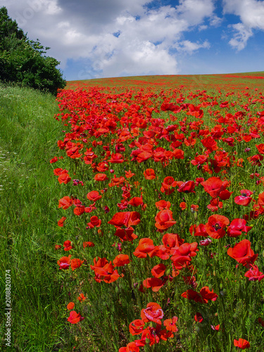 A dense field of red poppies, the beauty of summer