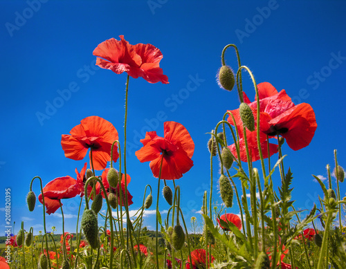 Sunlit petals of red poppies against a blue sky, field