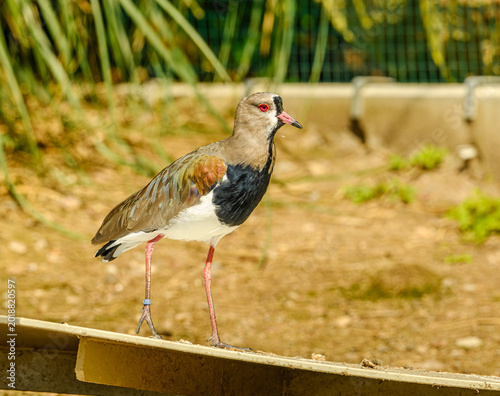 southern lapwing (Vanellus chilensis) or quero-quero or tero