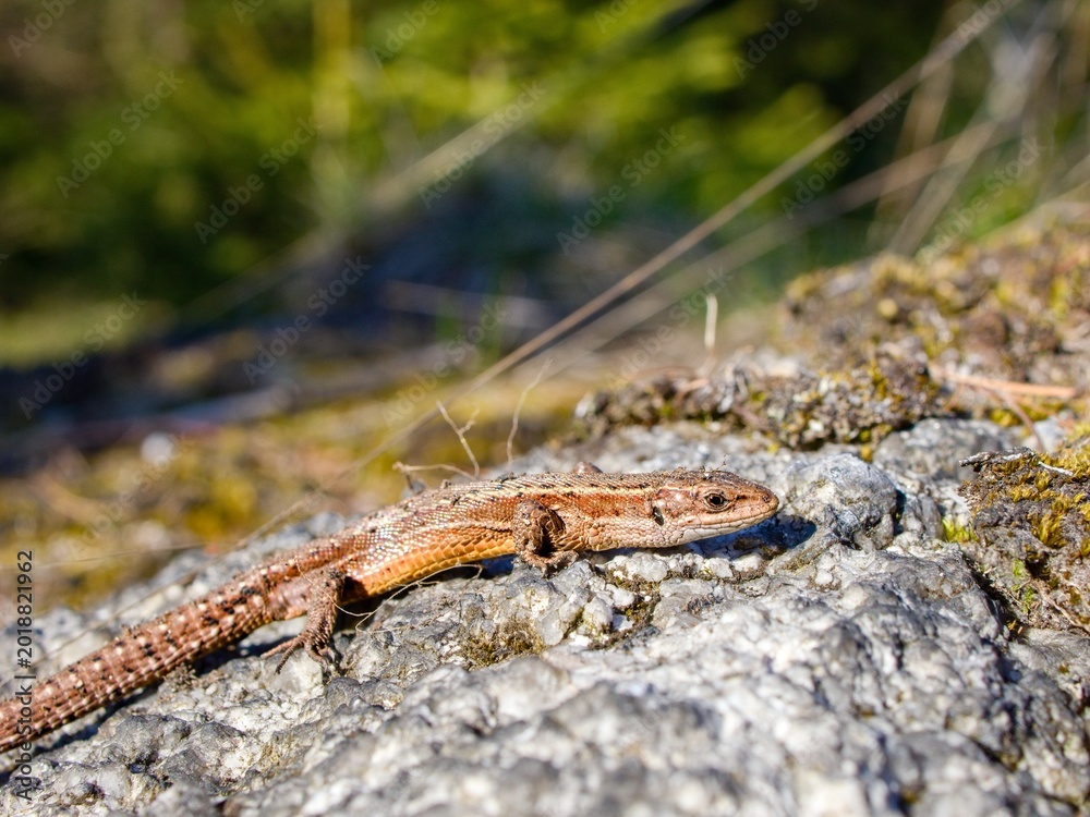 Fototapeta premium The viviparous lizard or common lizard (Zootoca vivipara) on a granite boulder. Close up.