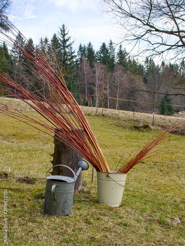 Willow rods in a metal bucket in the grass at the edge of the garden. The rods are intended for making baskets etc.