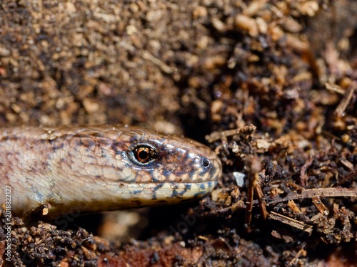 Slow worm (Anguis fragilis). Detail of reptile head. Close up.