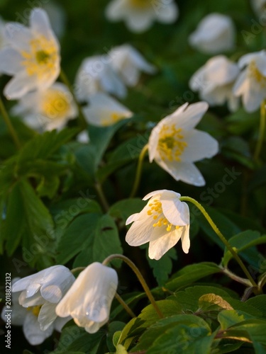 Wood anemone (Anemone nemorosa) in early evening light. Group of flowers. Close up.