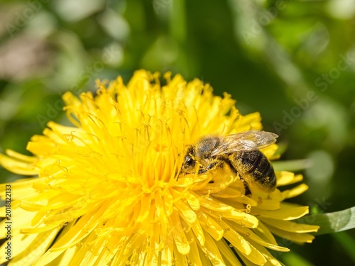 Honey bee (Apis mellifera) on a yellow dandelion flower (Taraxacum officinale). Close up.