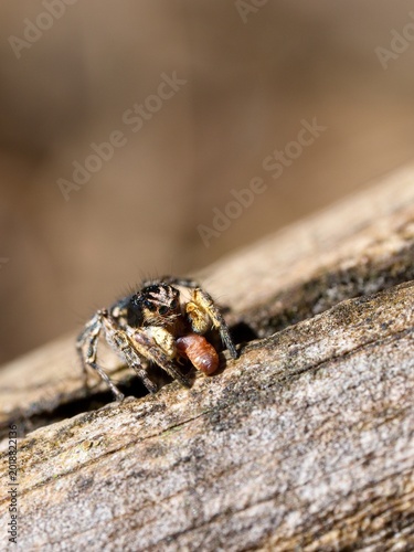 Jumping spider (Evarcha arcuata) on a dry twig. Macro.