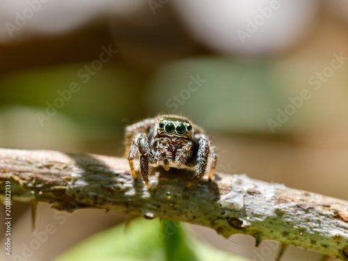 Jumping spider (Evarcha arcuata) on a dry twig. Macro.