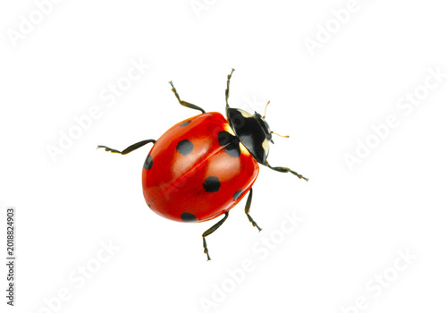 Fényképezés Red ladybug with black spots top view, ladybird beetle insect isolated on transp