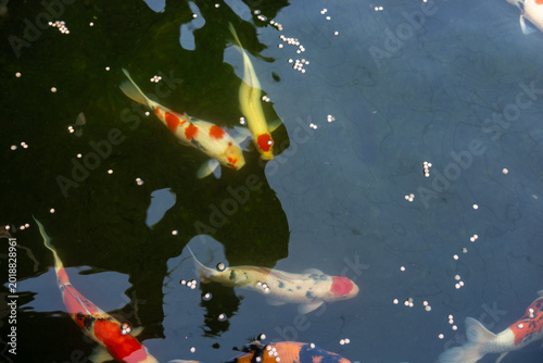 Koi fish or Nishikigoi in outdoor pond in the Japanese style garden