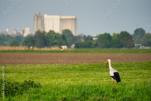 Bild auf Leinwand A stork stands in a fresh meadow in the spring - the silos of the Brake Unterwes