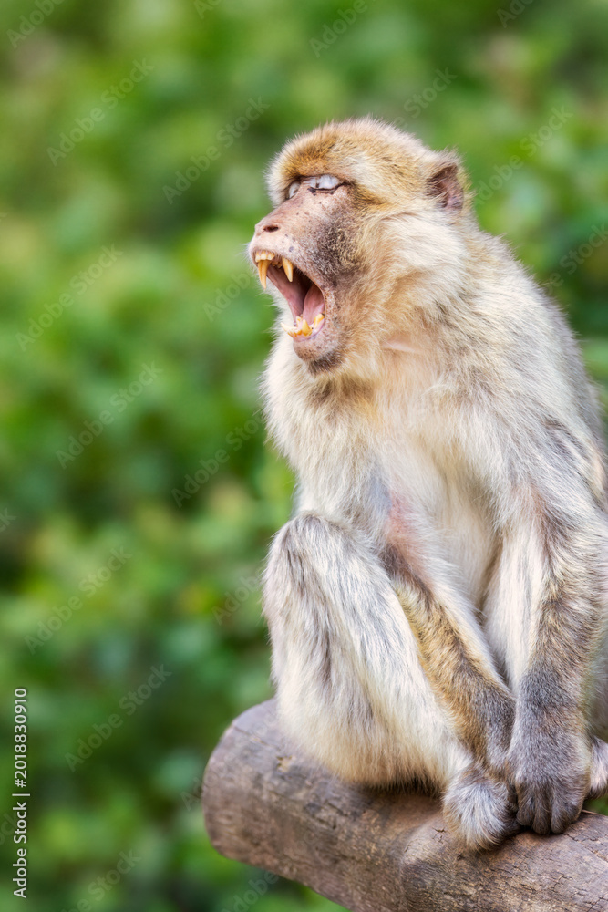 Obraz premium Portrait eines Berberaffen (Macaca sylvanus) der auf einem Baumstamm sitzt und das Maul aufgerissen hat