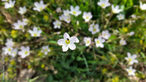 Beautiful White Wildflowers Blooming in a Green Meadow with Soft Bokeh Background