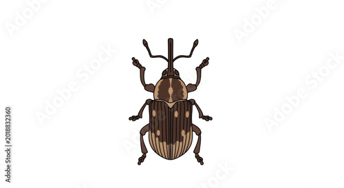 Brown Weevil Snout Beetle Character Isolated on White