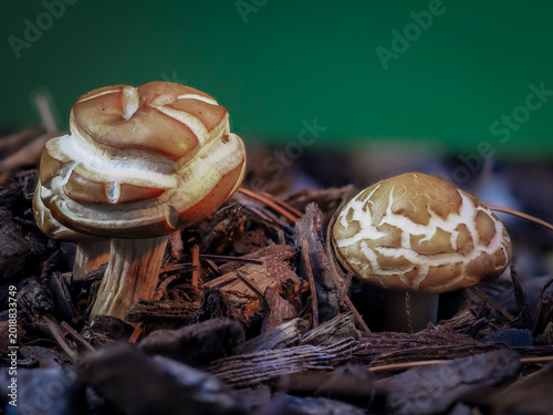 Фотография Two wild mushrooms with cracked textured caps emerging from dark wood mulch agai