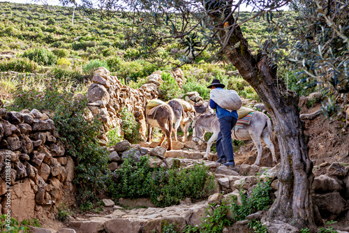 Tableau sur toile Farmers with donkeys at Lake Titicaca in Bolivia