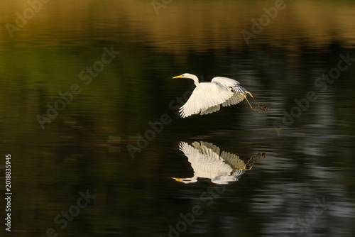 Great white egret flying over dark water.