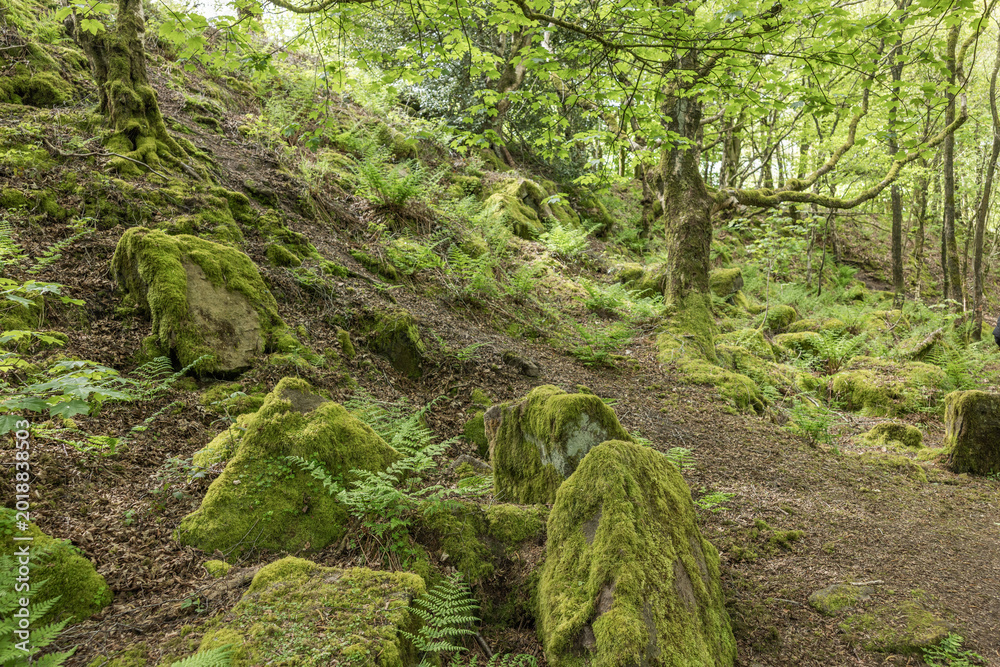 Fototapeta premium The Black Rock and High peak Trail near Matlock in Derbyshire, United Kingdom