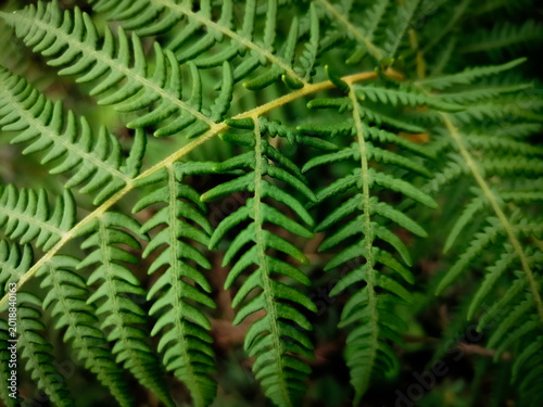 Close-up of fresh fern leaves along a natural countryside pathway.